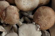Mushrooms Oyster/Shiitaké organic